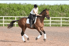 How Can One Train A Horse For Dressage?