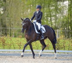 How Can Dressage Improve A Horse's Performance?