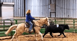 How Can One Choose A Horse For Team Penning?