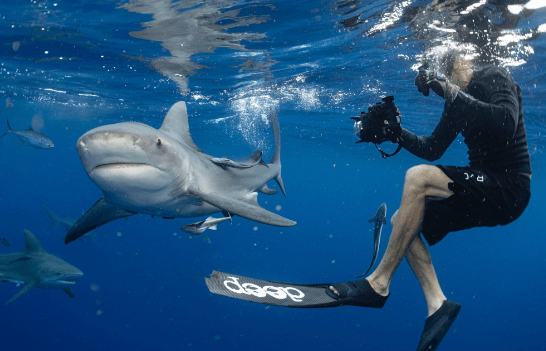 Shark Diving in Palm Beach