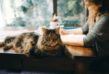 Should I Quit My Job to Prepare for CAT?