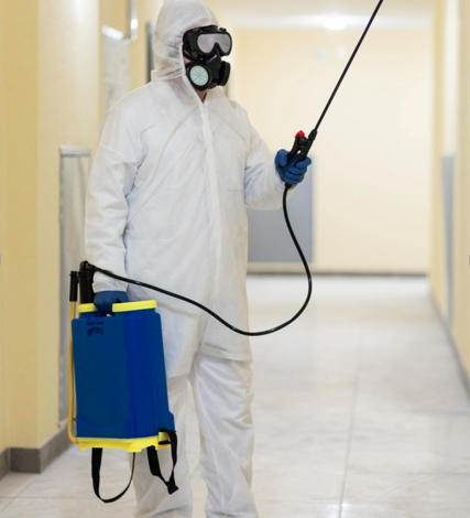 Pest Control for Short-Term Rentals: Avoiding Termite Damage Between Guests