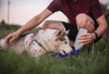Portable Water Bottles for Dogs: The Ultimate Guide to On-the-Go Hydration and Canine Wellbeing 