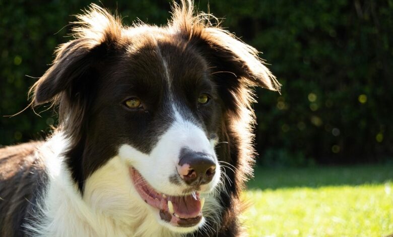 business intelligence market analysis