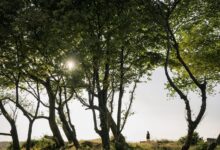 public lookup safety update