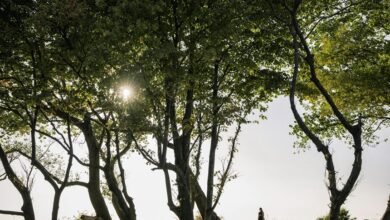 public lookup safety update